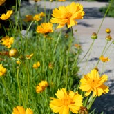 Early Sunrise Coreopsis